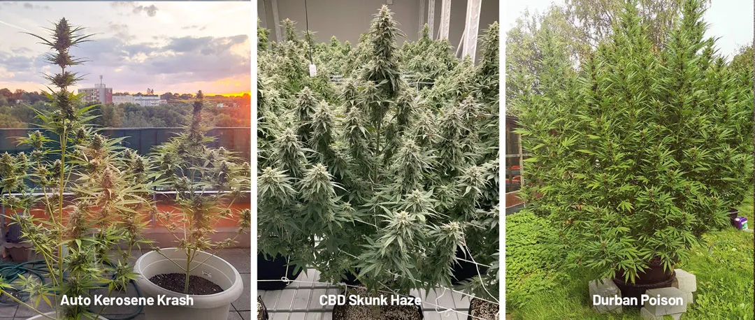 Examples Balcony cannabis plant vs indoor and outdoor plants